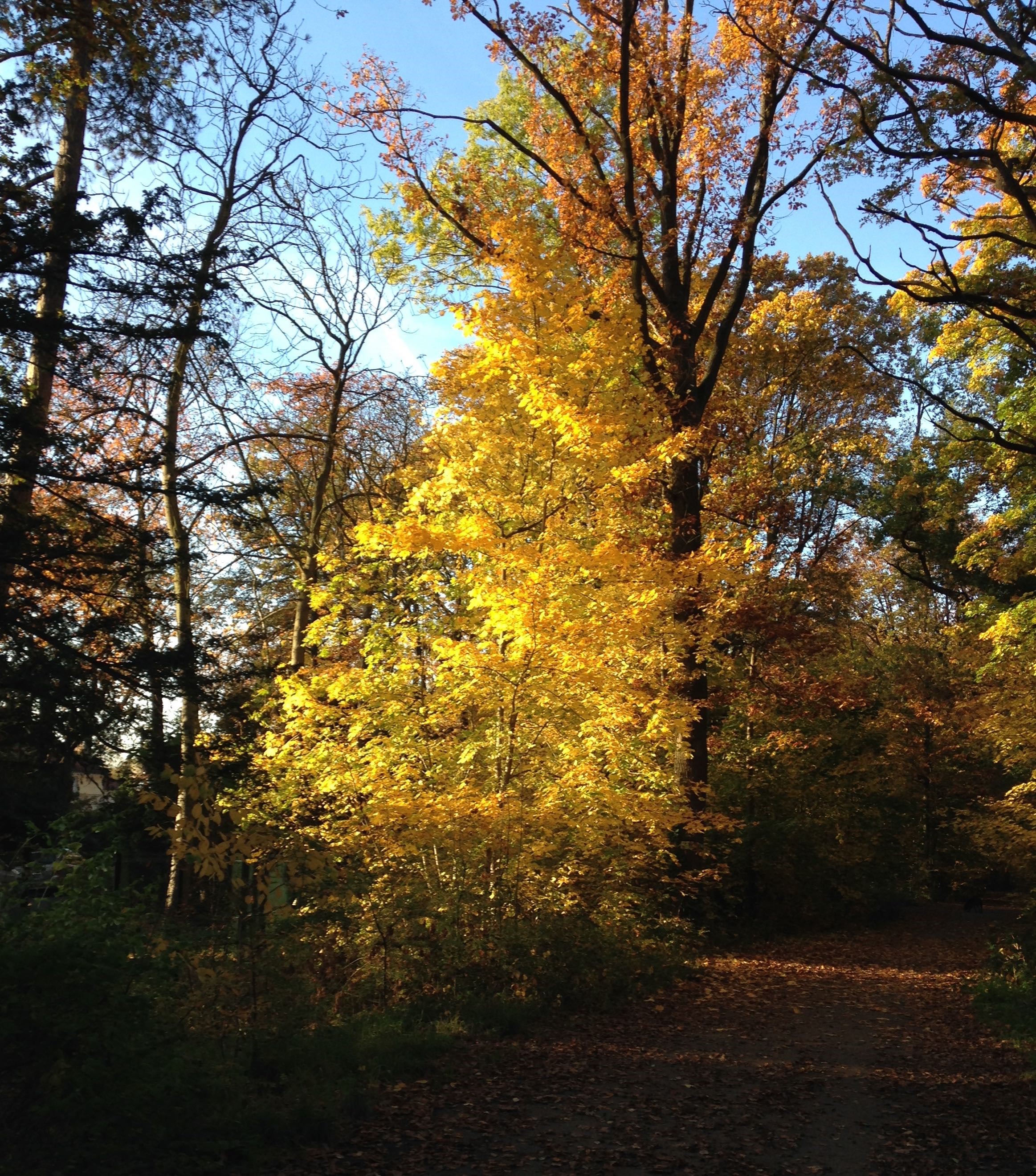 Forêt de Saint Cucufa à l’automne dernier